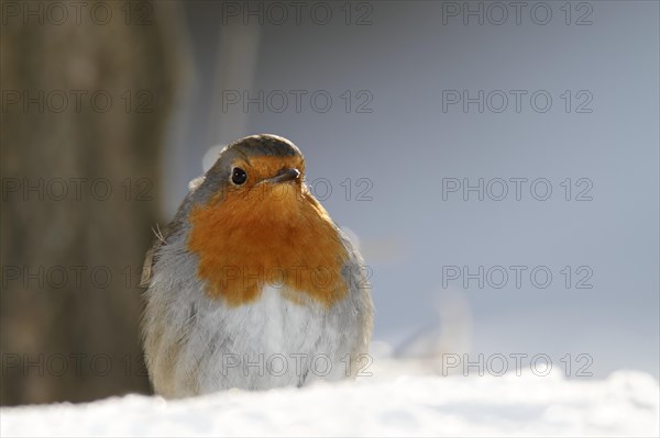 European robin