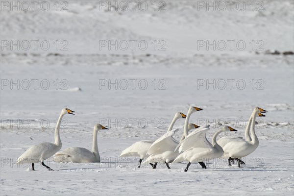 Whooper Swan