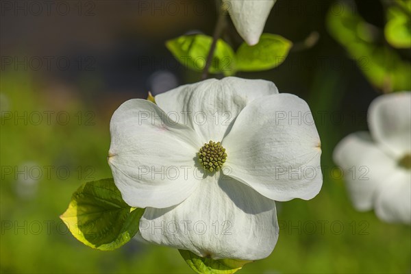 Flower of a flowering