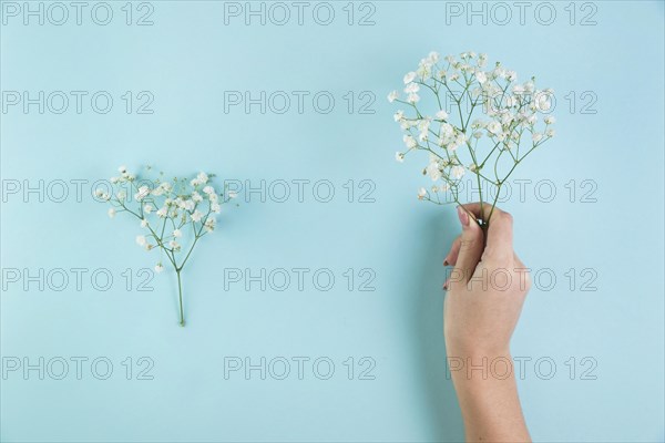 Female s hand holding baby s breath flowers against blue background