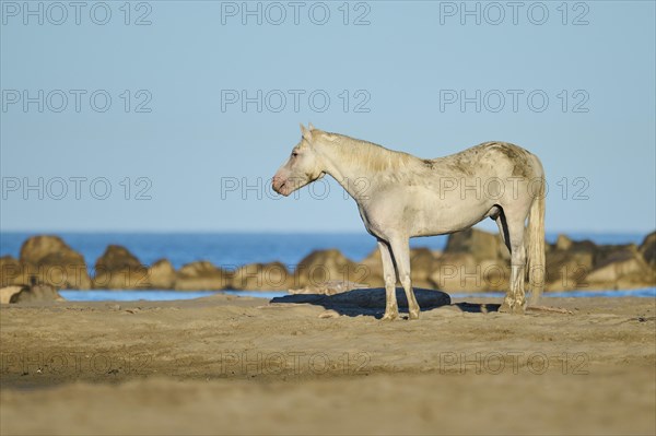 Camargue horse standing on a beach in morning light