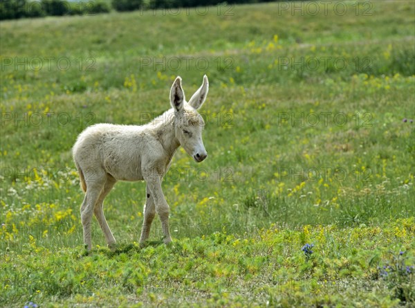 Foal of the Austro-Hungarian White Baroque Donkey