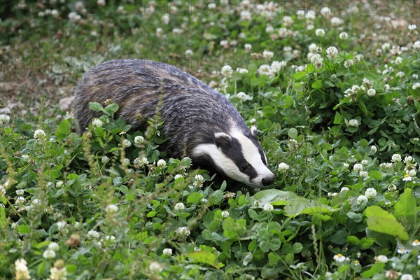 European badger