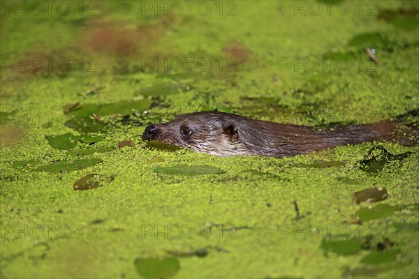 European otter