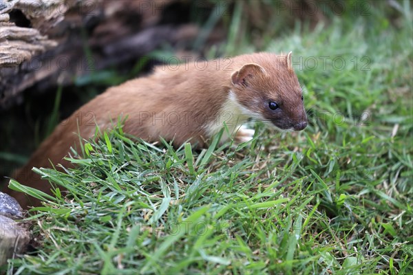 Ermine