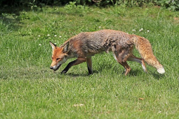 Red fox