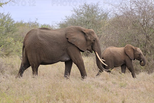 African elephant