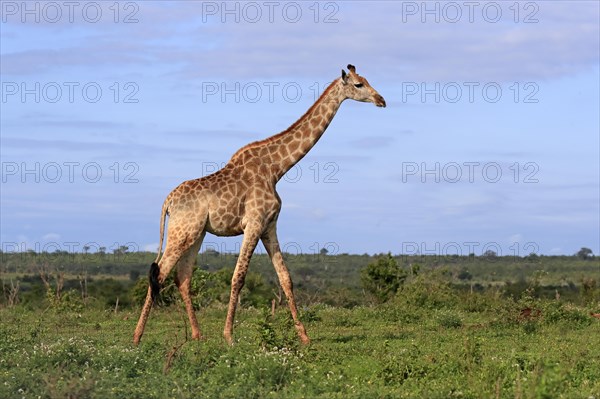 Southern giraffe