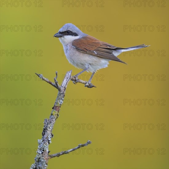 Red-backed Shrike