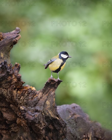 Great tit