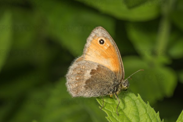 Small hay butterfly