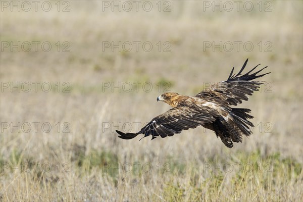 Tawny Eagle