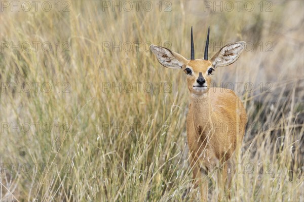 Steenbok