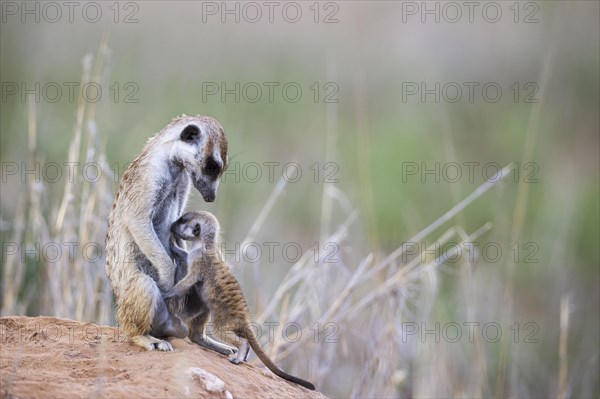 Suricate