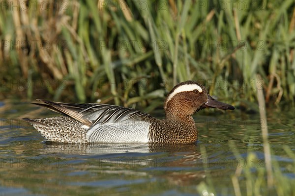 Garganey