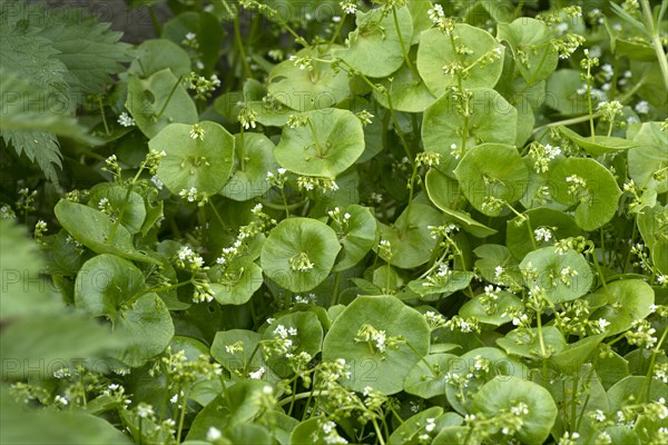 Flowering miner's lettuce