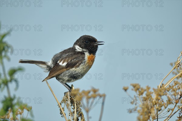 European stonechat