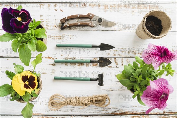 Petunia pansy flowers with gardening tools peat pot rope wooden desk