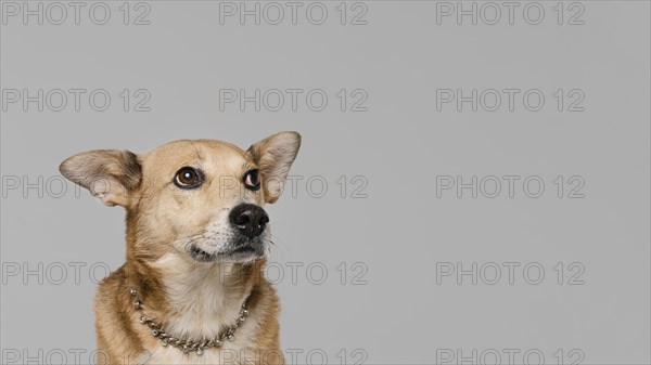 Cute dog wearing necklace with copy space
