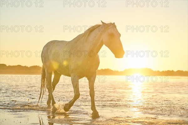 Camargue horses walking on a beach in the water at sunrise