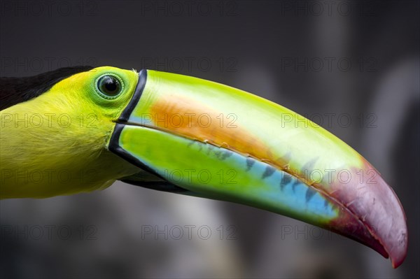 Keel-billed toucan