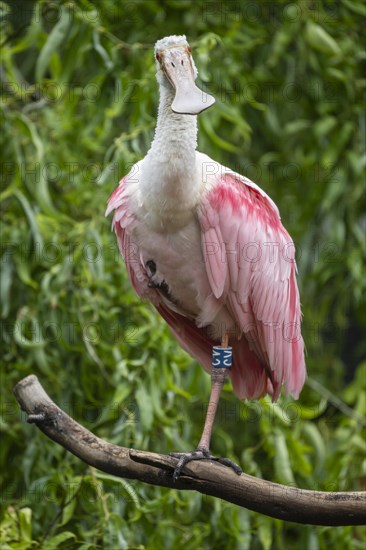 Roseate spoonbill