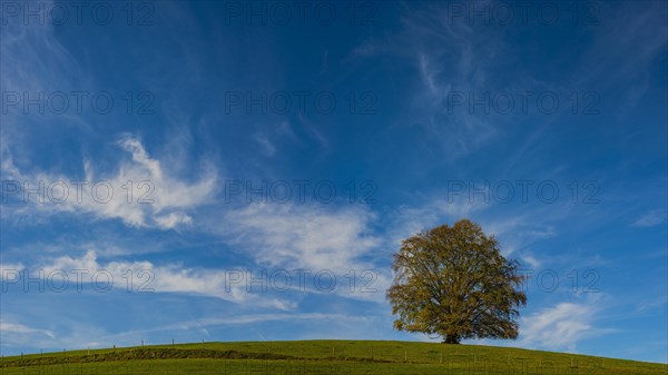 Common beech