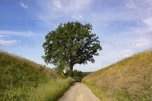 Field path with an old oak tree