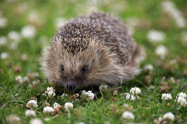 European hedgehog