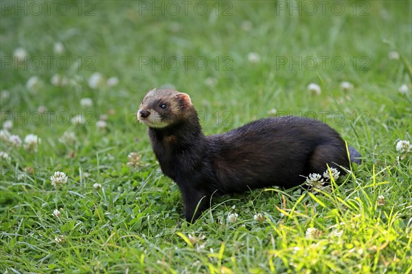 European polecat