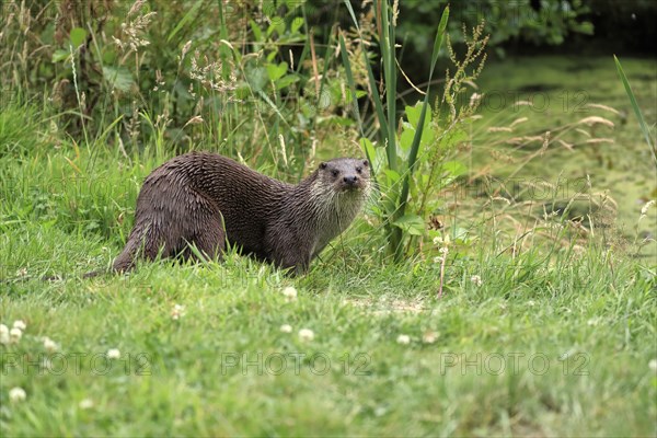 European otter