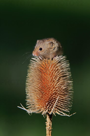 Eurasian harvest mouse