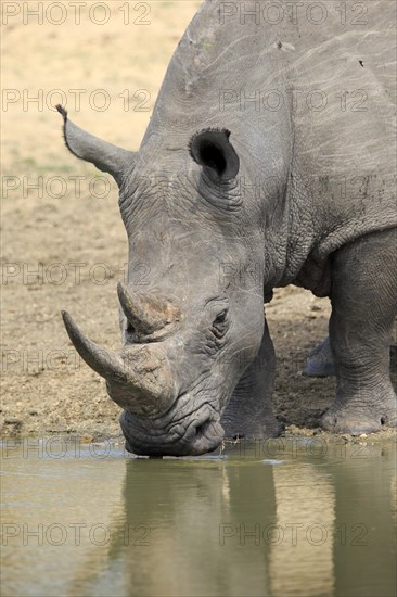 White rhinoceros