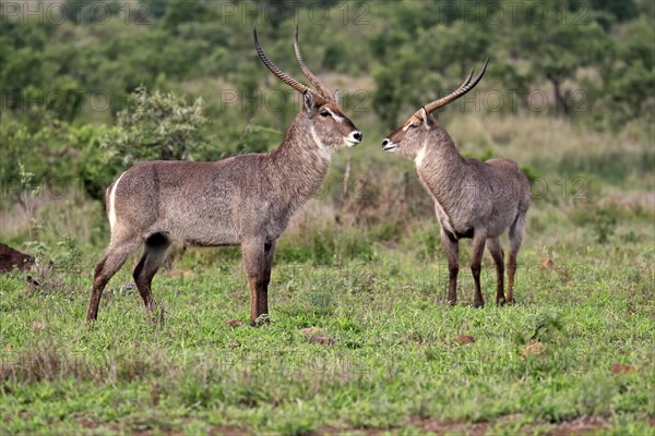 Ellipsen waterbuck