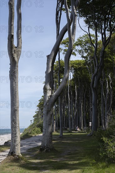 Ghost forest in Nienhagen