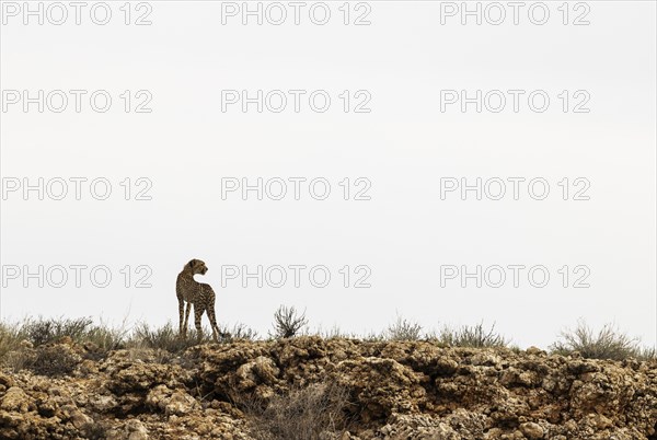 Cheetah