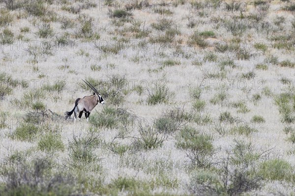 Gemsbok