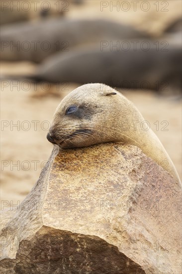 Cape Fur Seal