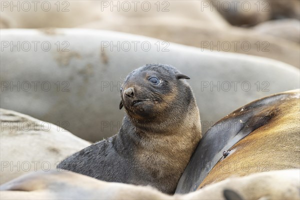 Cape Fur Seal