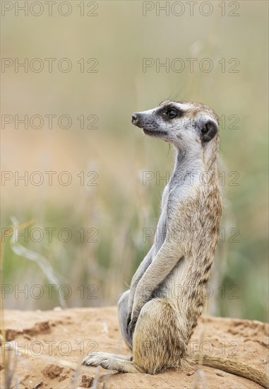 Suricate