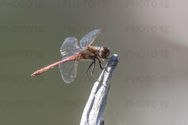 Vagrant darter