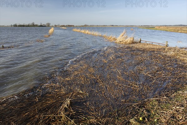 Flooded meadow after a storm surge on the Lower Weser island of Strohauser Plate