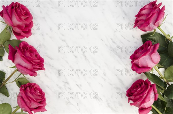 Beautiful pink roses marble background