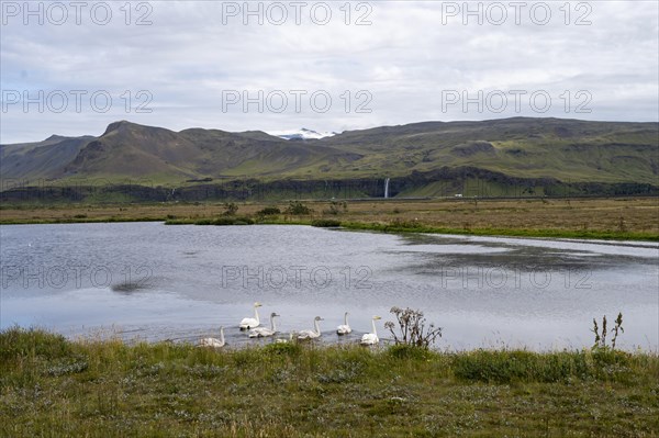 Coast with swans near South Iceland