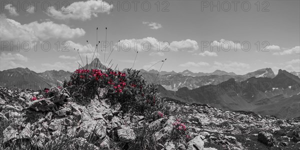 Alpine rose blossom