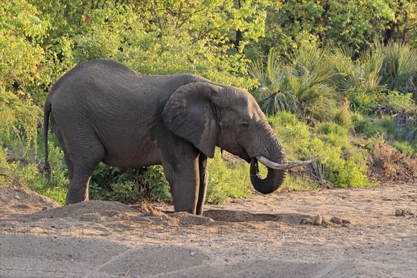 African elephant