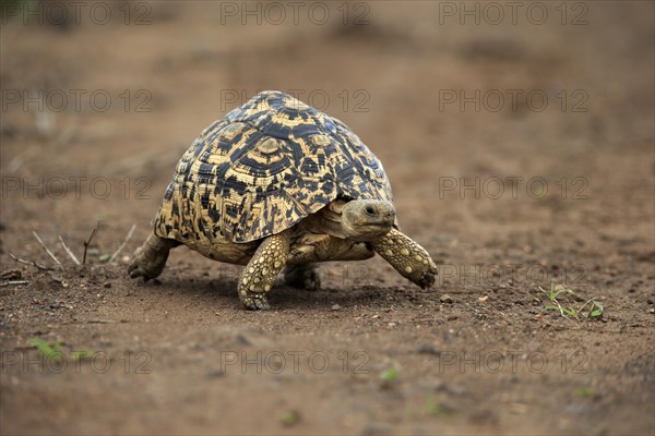 Leopard tortoise