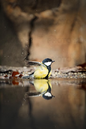 Great tit