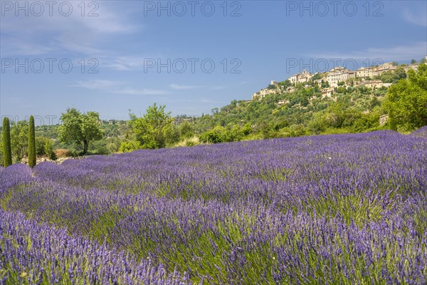 Lavender field