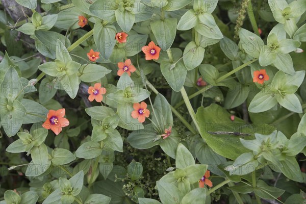 Scarlet pimpernel